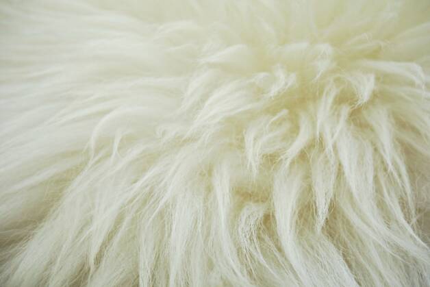 Обработка овечьей шерсти: характеристика компании