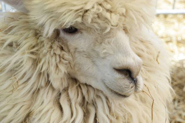 Обработка овечьей шерсти: характеристика компании